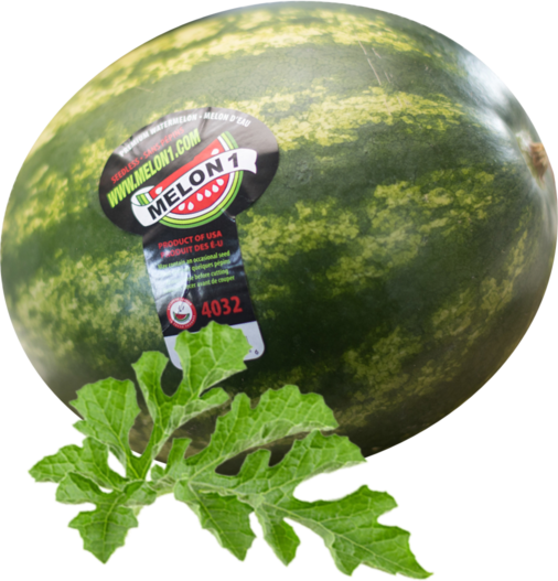 Melon 1 Watermelon