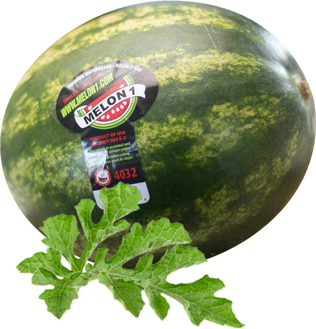 The perfect watermelon is always in season Melon1