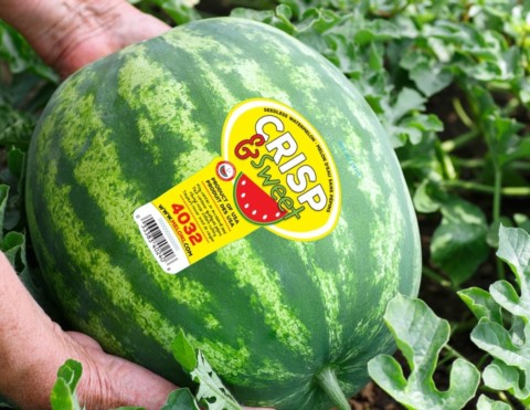 Watermelon with Crisp and Sweet Label
